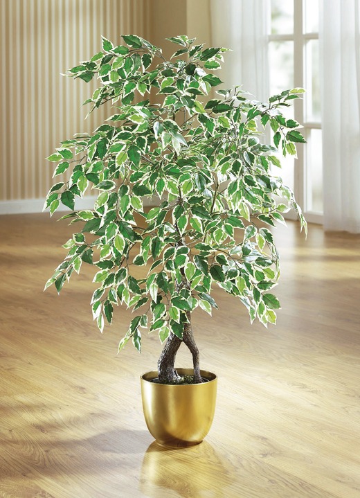 Wohnaccessoires - Ficus im Topf, in Farbe , in Ausführung groß Ansicht 1