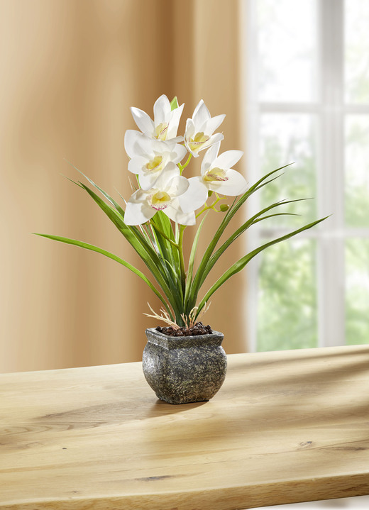 Wohnaccessoires - Cymbidium-Orchidee im Zementtopf, in Farbe CREME Ansicht 1