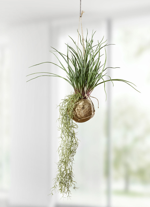 Wohnaccessoires - Tillandsia-Hängepflanze, in Farbe GRÜN