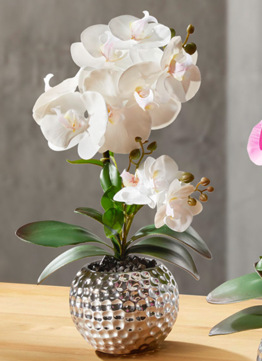 Wohnaccessoires - Orchidee Phalaenopsis in Keramikschale, in Farbe CREME Ansicht 1