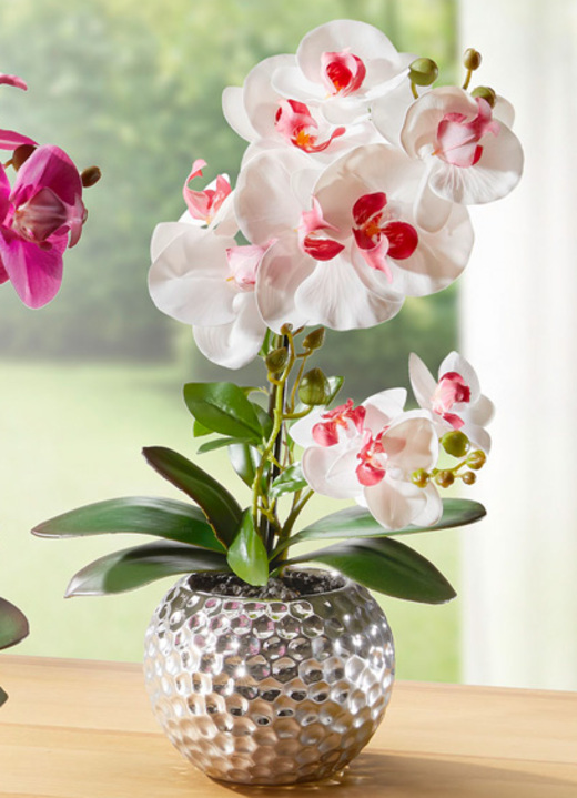 Wohnaccessoires - Orchidee Phalaenopsis in Keramikschale, in Farbe ROSA-WEISS Ansicht 1