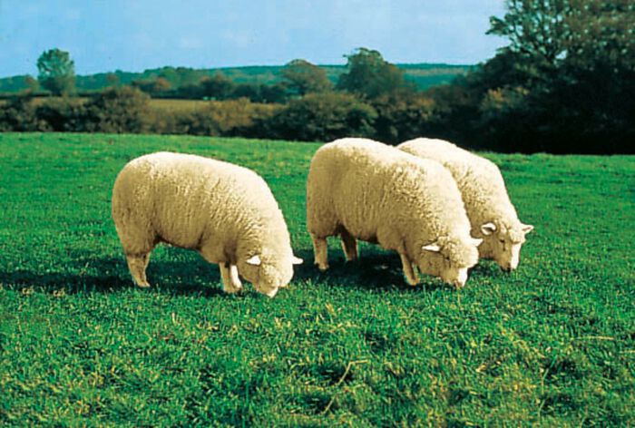 Lammfell aus Australischem Premium-Lammfell 