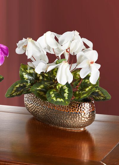 Alpenveilchen in Schale 