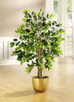 Ficus im Topf 