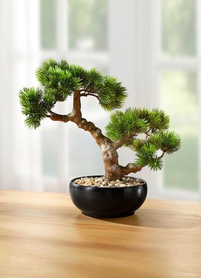 Bonsai im Keramiktopf 