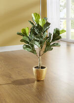 Feigenblattpflanze im Topf 