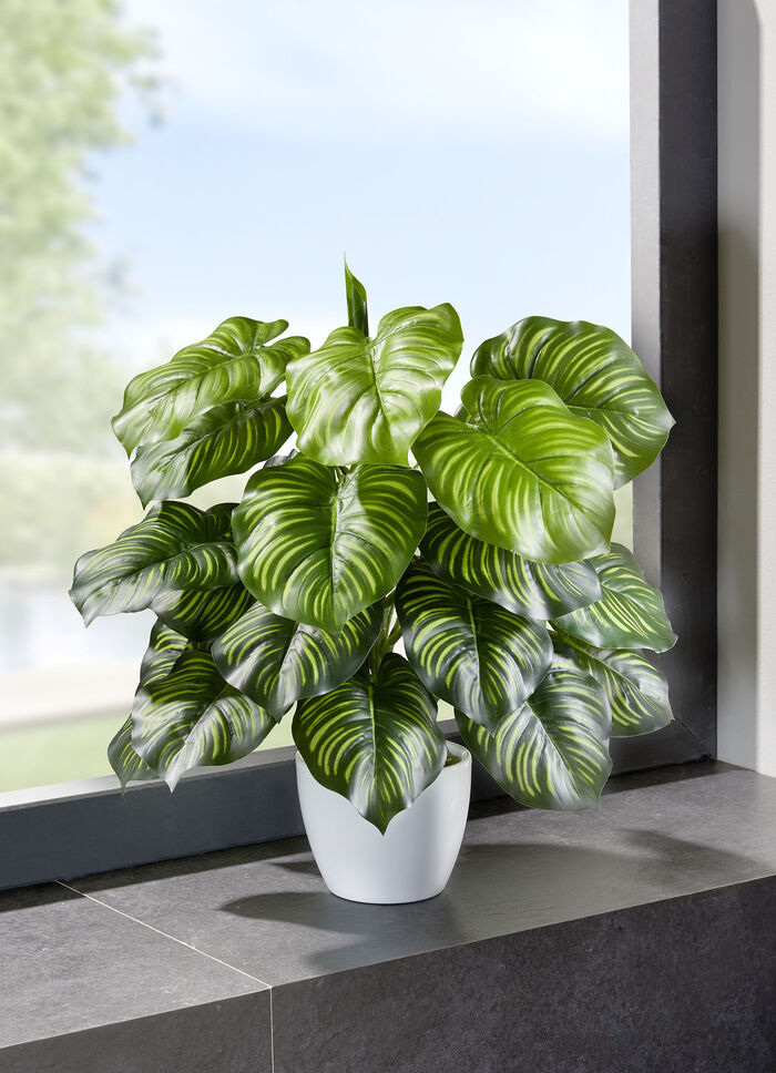 Marantabusch in weißen Keramiktopf 