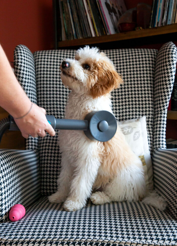 Livington "Sense IQ" Tierhaarb&uuml;rsten-Set 